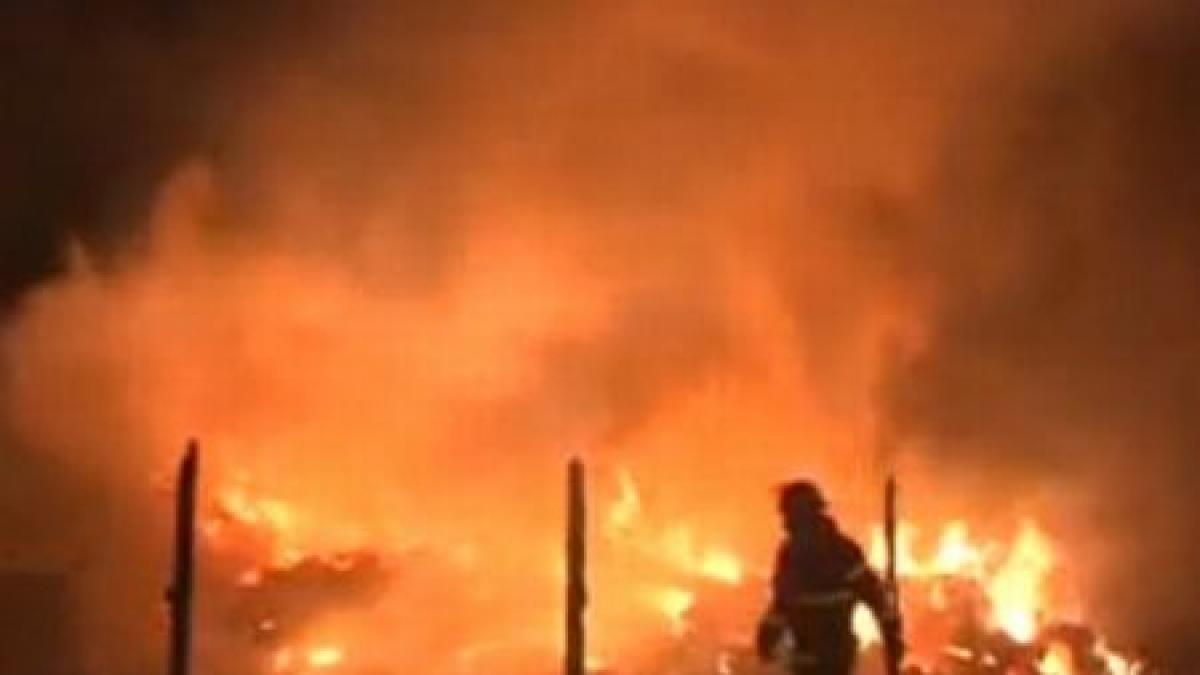 sute de oi devorate de flacari animalele au fost arse intentionat