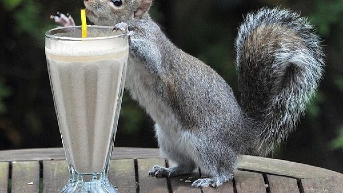 un shake de fructe un pai si o veverita rezultatul iti va face ziua mai buna