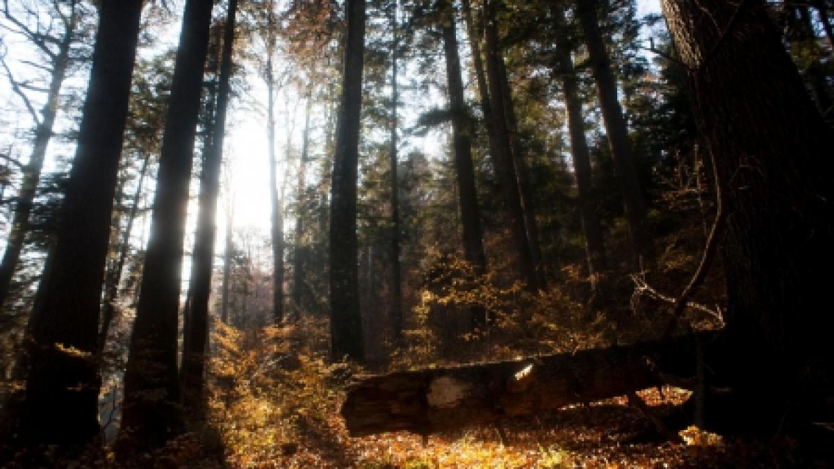 campania salvati padurile virgine castigatoare la bestads