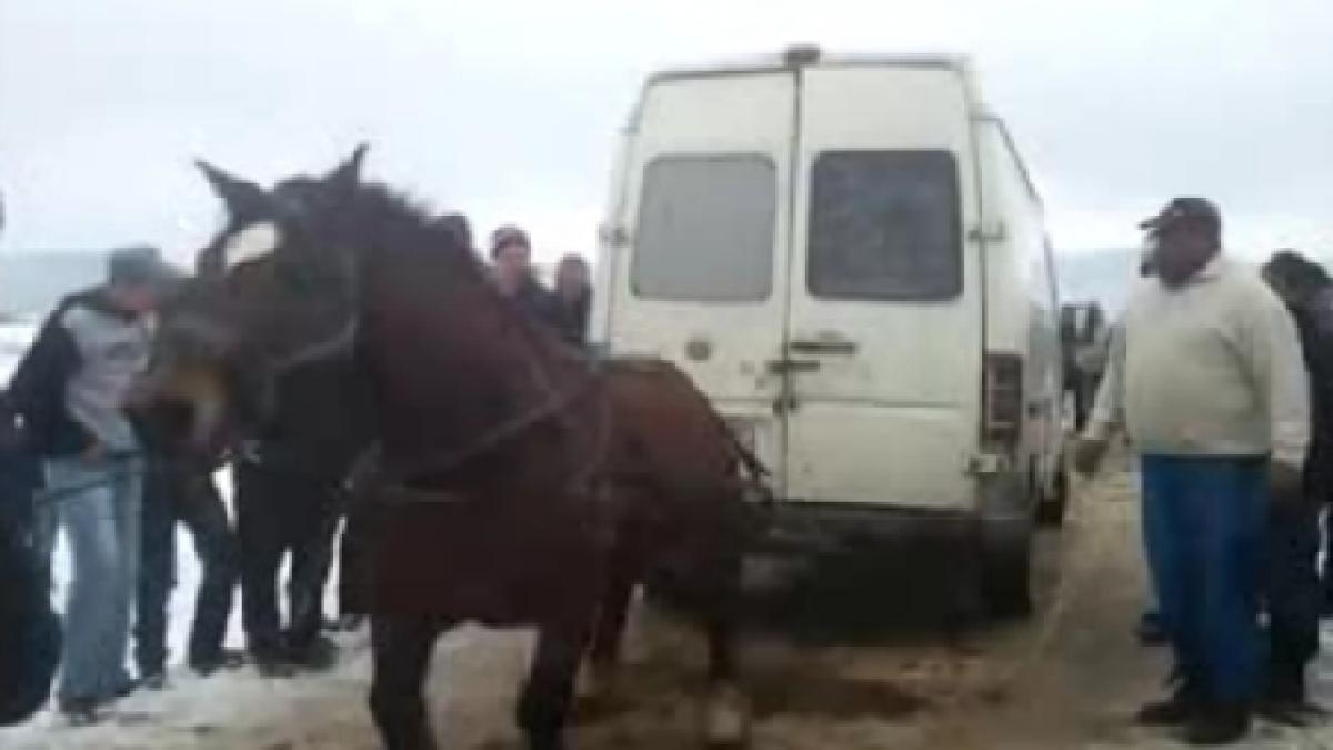 imagini socante un cal a fost biciuit si inhamat la un microbuz cu marfa