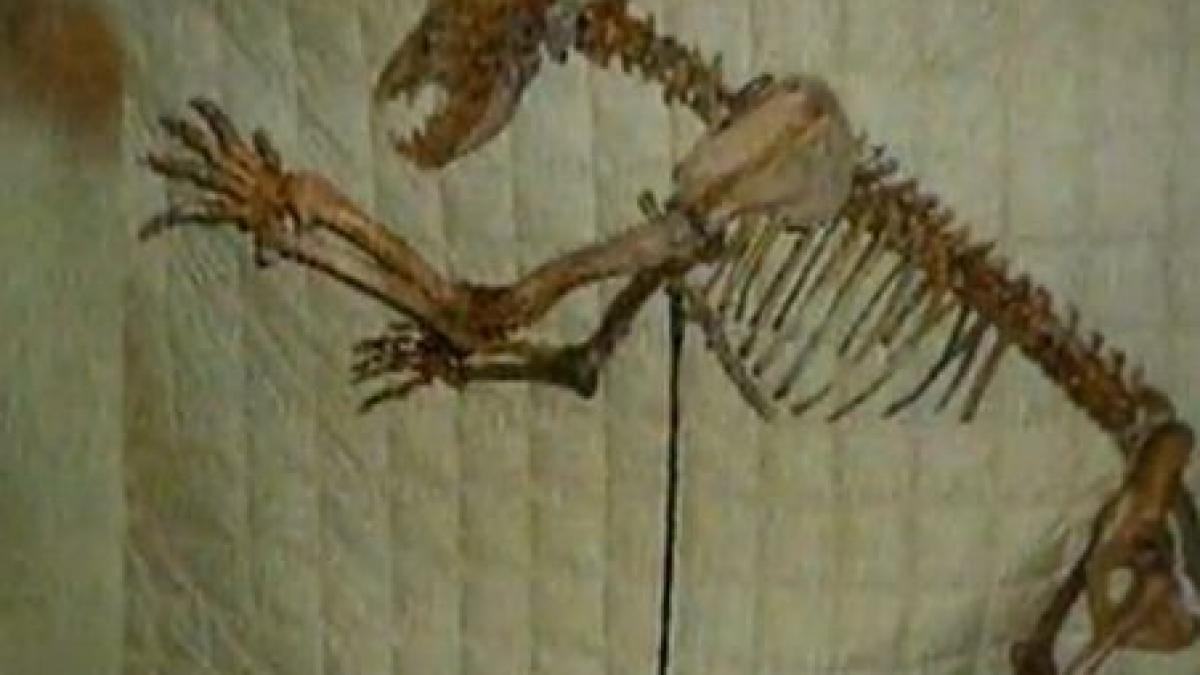 patrimoniu national a scos la licitatie pe internet un american vinde schelete de urs de pestera