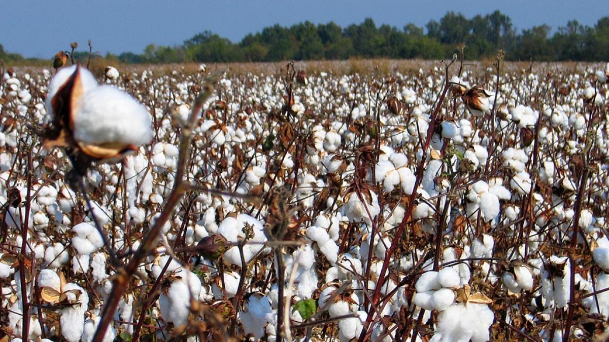 tricouri din bumbac fara urma de bumbac producatorii romani isi bat joc de populatie din nou