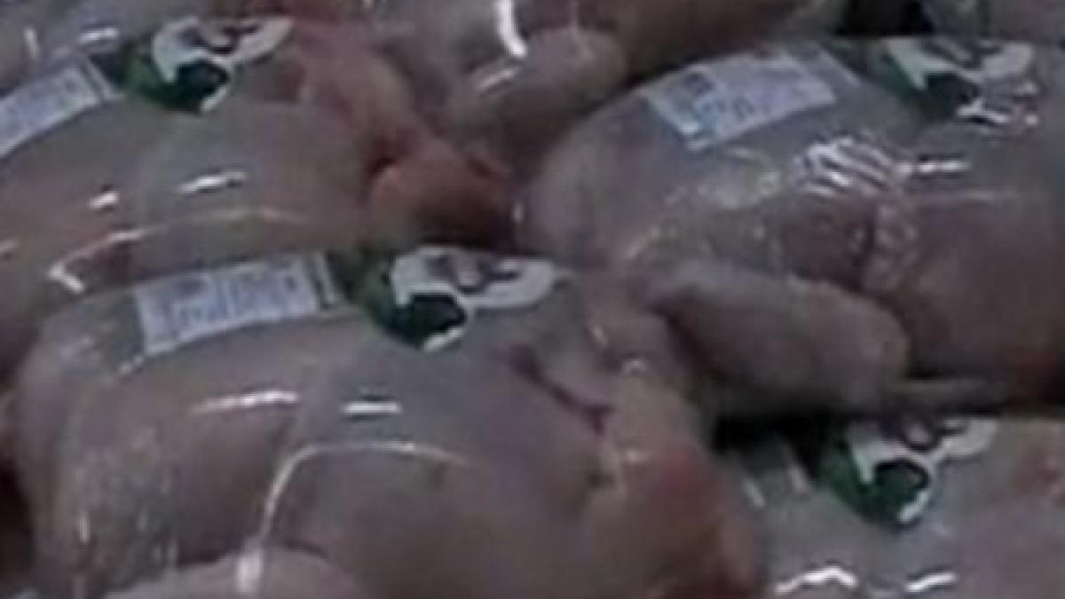 atentie la cumparaturi aproape un sfert din carnea de pui este contaminata cu bacteria campylobacter