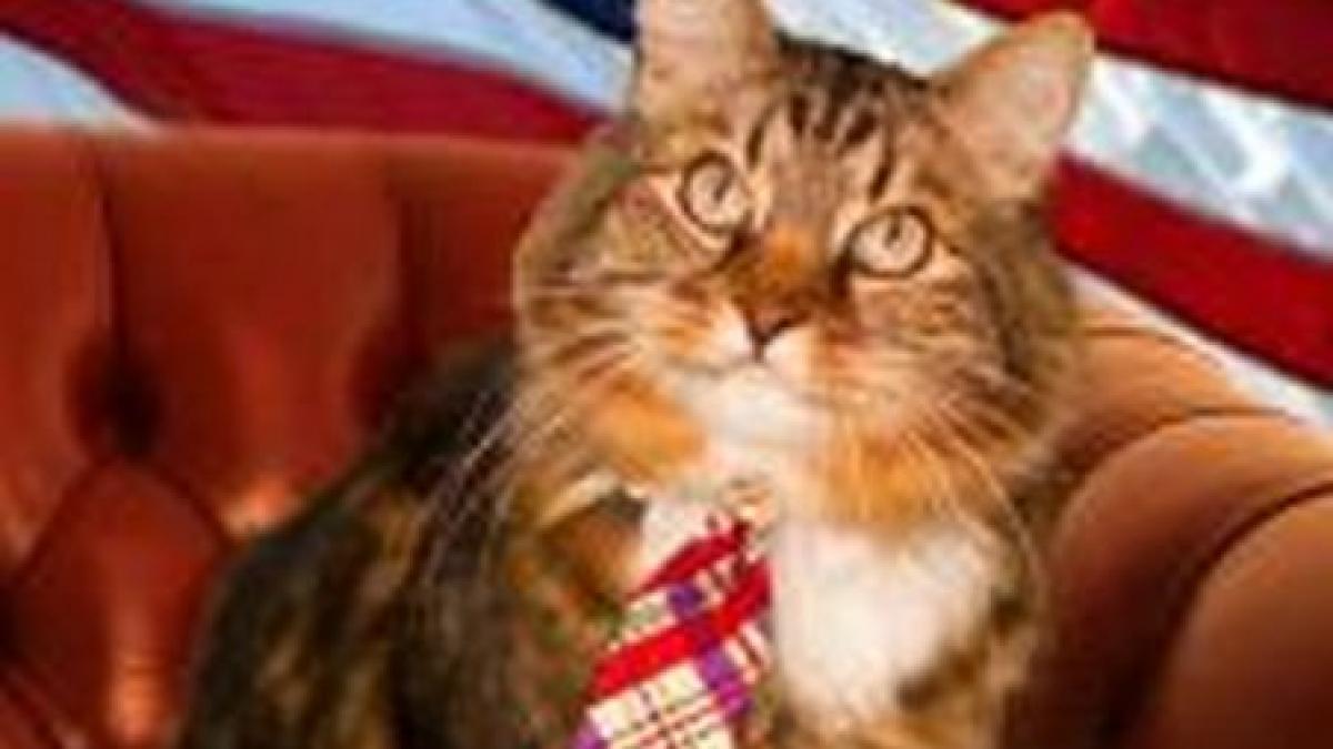 faceti cunostinta cu hank motanul care candideaza la senatul american