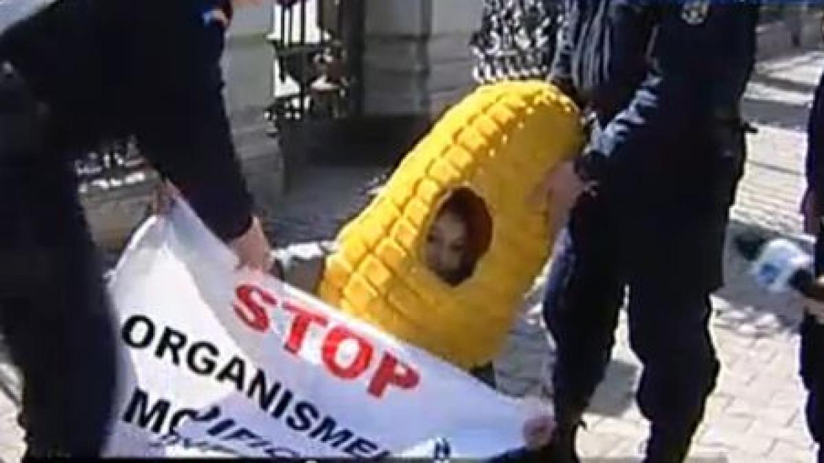 bagati stiuletii de porumb in duba jandarmii au luat pe sus protestatarii din fata ministerului