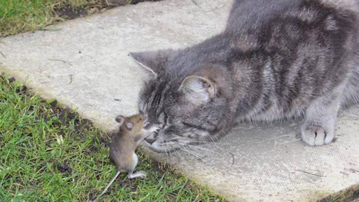 desenele preferate ale copilariei au prins viata cea mai simpatica imagine ce te va binedispune