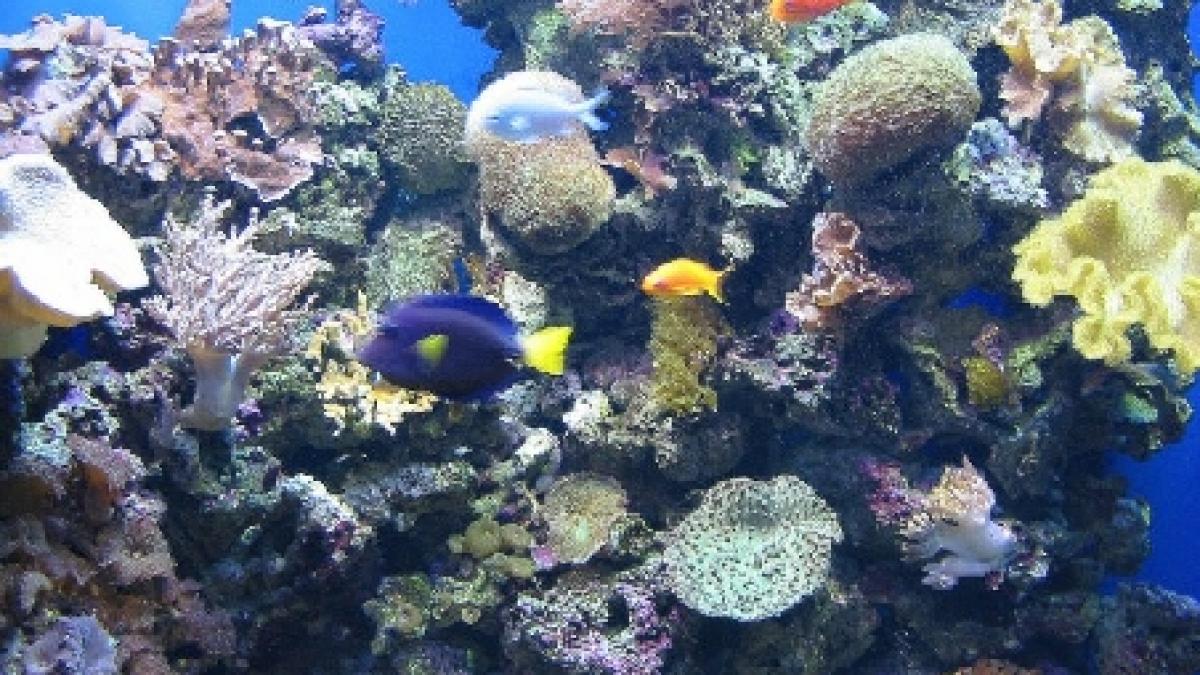 galati primul din romania cand vine vorba de pesti are cea mai moderna maternitate de profil