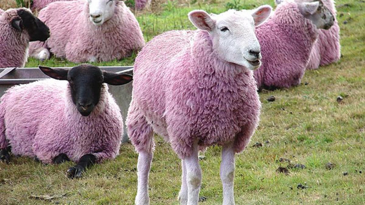 un cioban din moldova se lauda cu o turma de oi roz