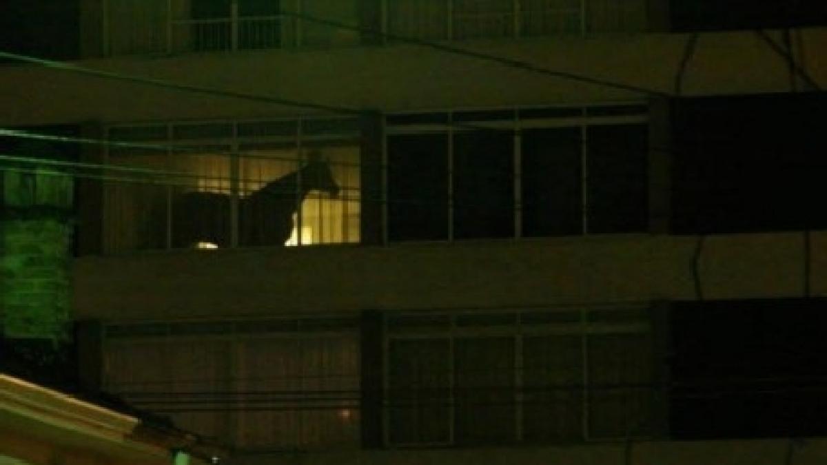 animalul pe care nu te astepti sa il vezi intr un apartament de bloc