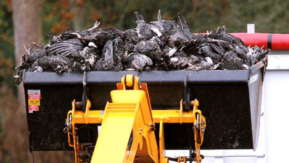 olanda circa 43 000 de curcani vor fi sacrificati dupa ce autoritatile au descoperit virisul gripei