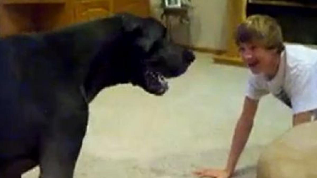 nu doar cainii mici au chef de joaca vezi aici un urias zburdalnic