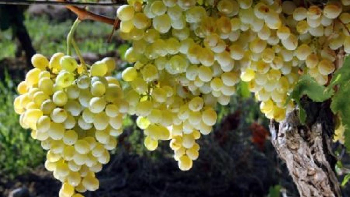 gerul a distrus vita de vie peste 70 din plantatiile din buzau compromise de frigul foarte mare