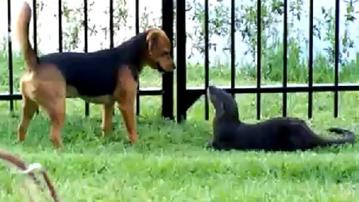 adorabil un caine isi gaseste un partener de joaca extrem de neobisnuit