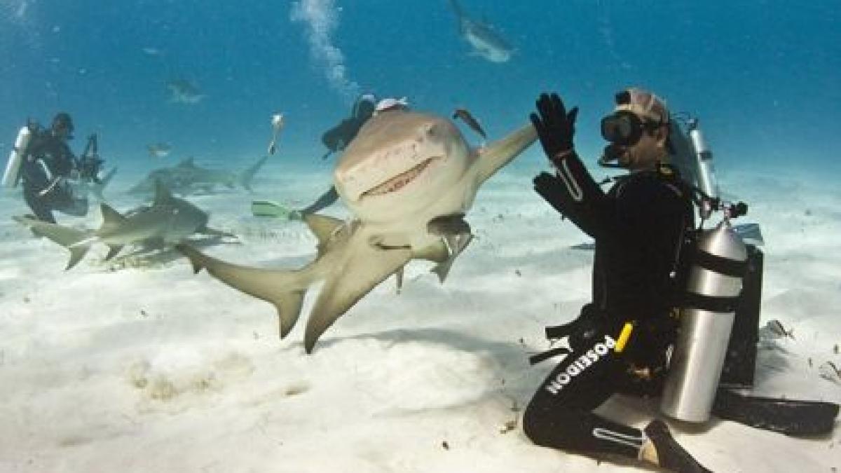 curaj nebun a batat palma cu un rechin fioros dar zambitor