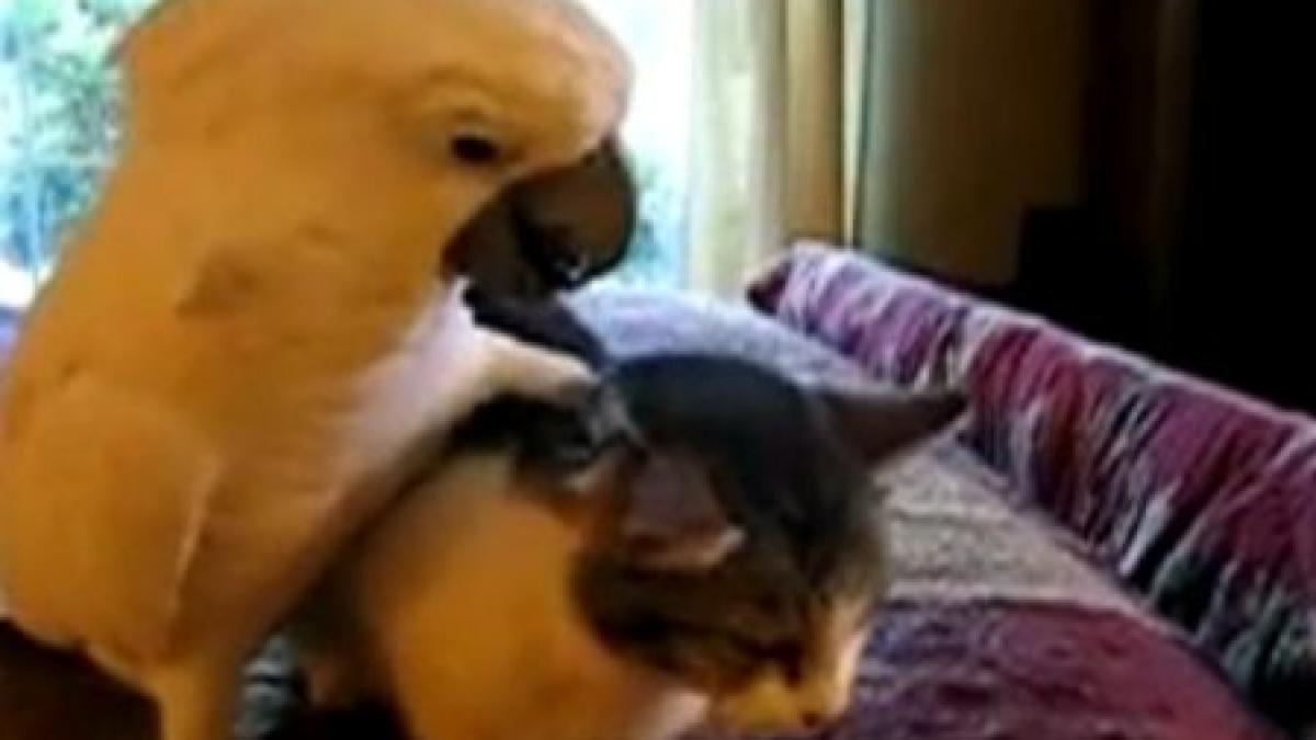 un papagal cu chef de joaca incaleca un pisoi mult prea tolerant