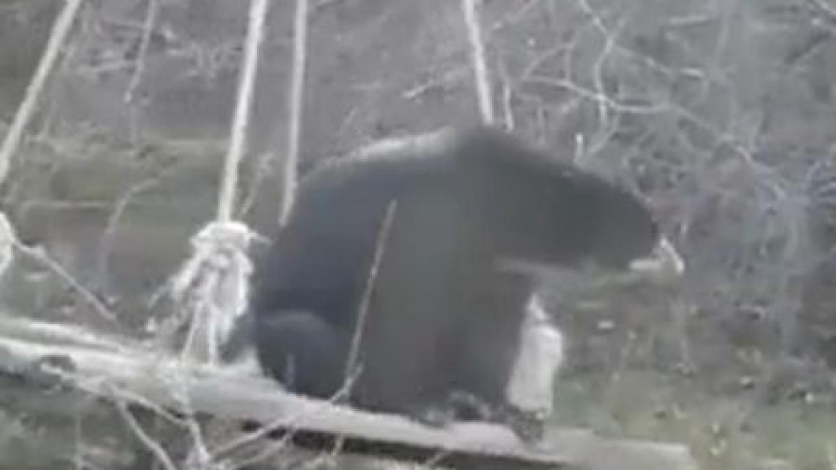 relaxare in natura distractia acestui animal te va scoate din casa