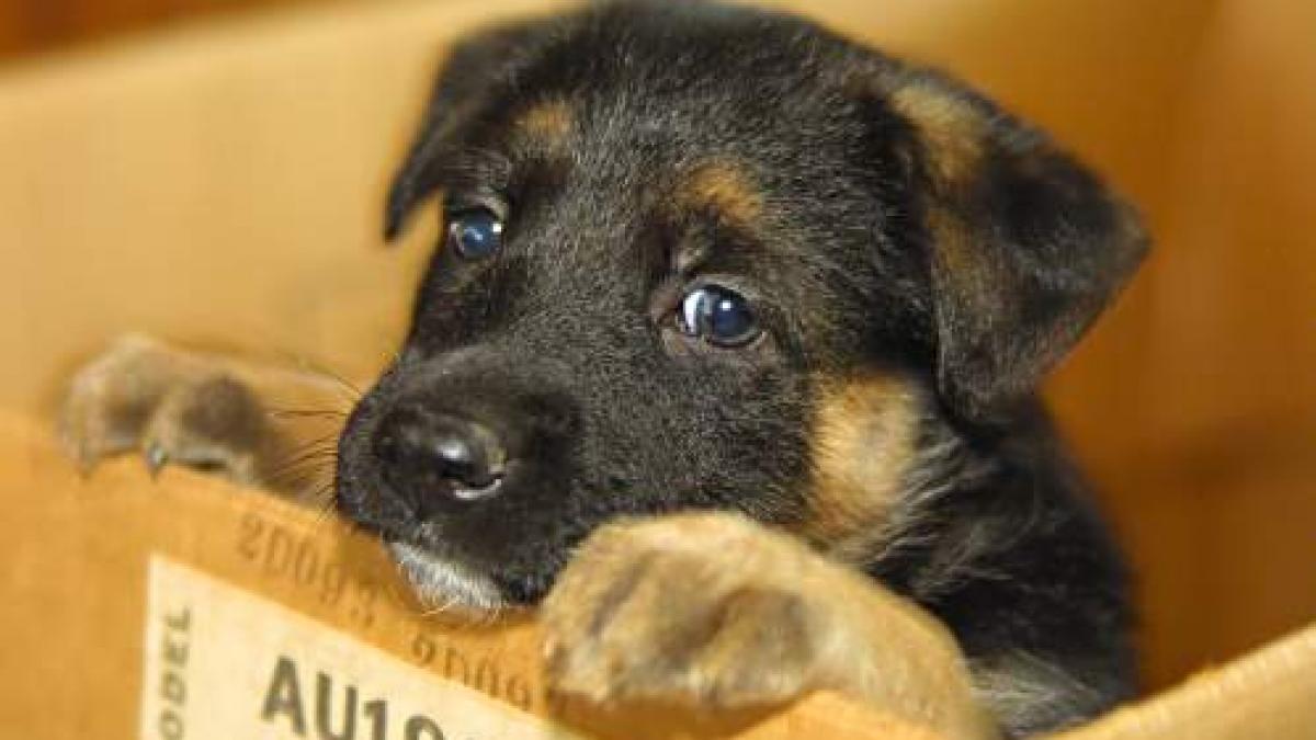 adorabil un pui de ciobanesc german isi recunoaste greseala si se pedepseste singur