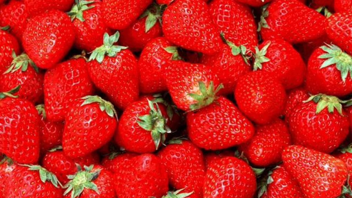 iarna grea dupa un an secetos dar exista si vesti bune vom avea productie buna de capsuni