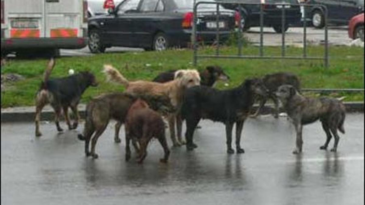 arad femeie atacata si ranita grav de o haita de opt caini