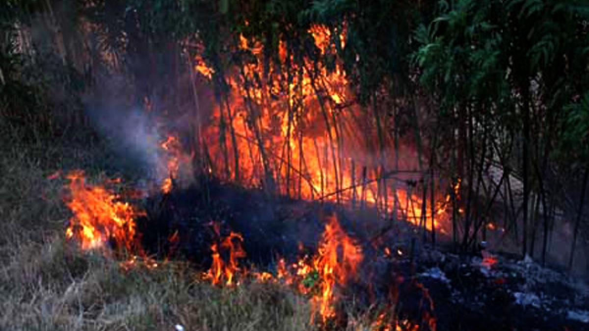 arde tara sute de hectare de vegetatie uscata cuprinse de flacari dezastrul natural fara margini