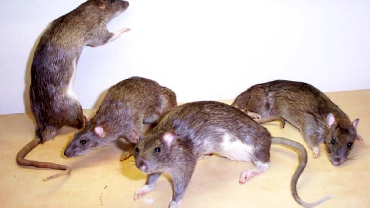 invazie de sobolani si tantari in capitala vezi ce masuri iau autoritatile