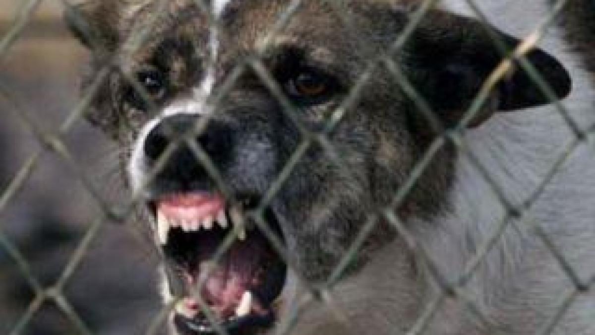 a fost dusa de urgenta la spital dupa ce a fost sfasiata de o haita de caini ar trebui luate masuri