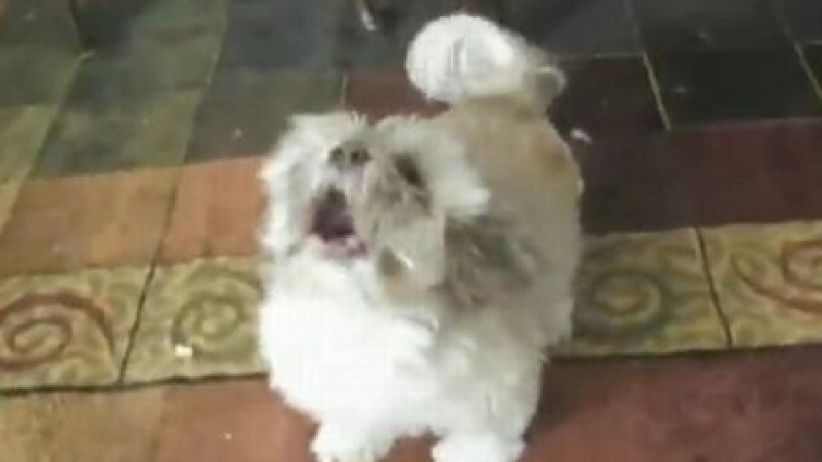 e mic pufos si dragalas dar scoate niste sunete de ti se ridica parul pe cap