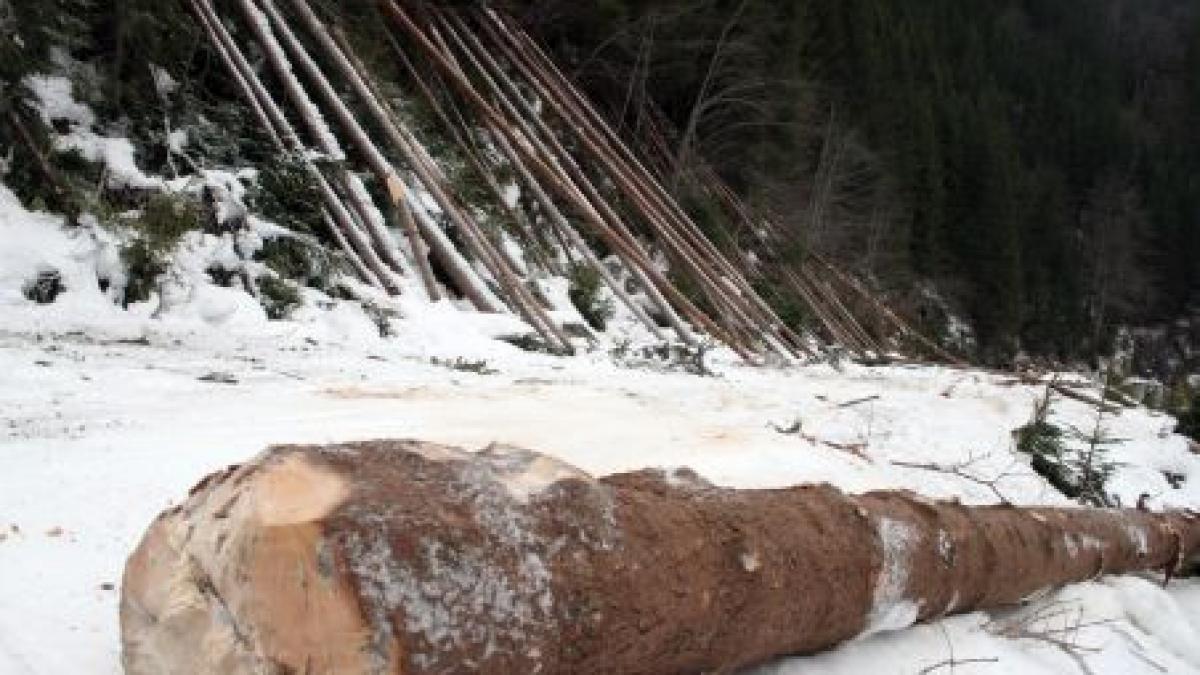 studiu faptasii fac inchisoare in doar cinci cazuri de taieri ilegale de paduri din 1 000 reclamate