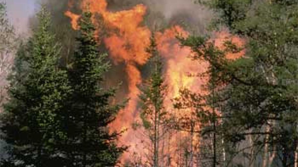 Focul a făcut prăpăd în mai multe rezervaţii naturale din ţară. Zeci de hectare de pădure, pârjolite până la rădăcină 