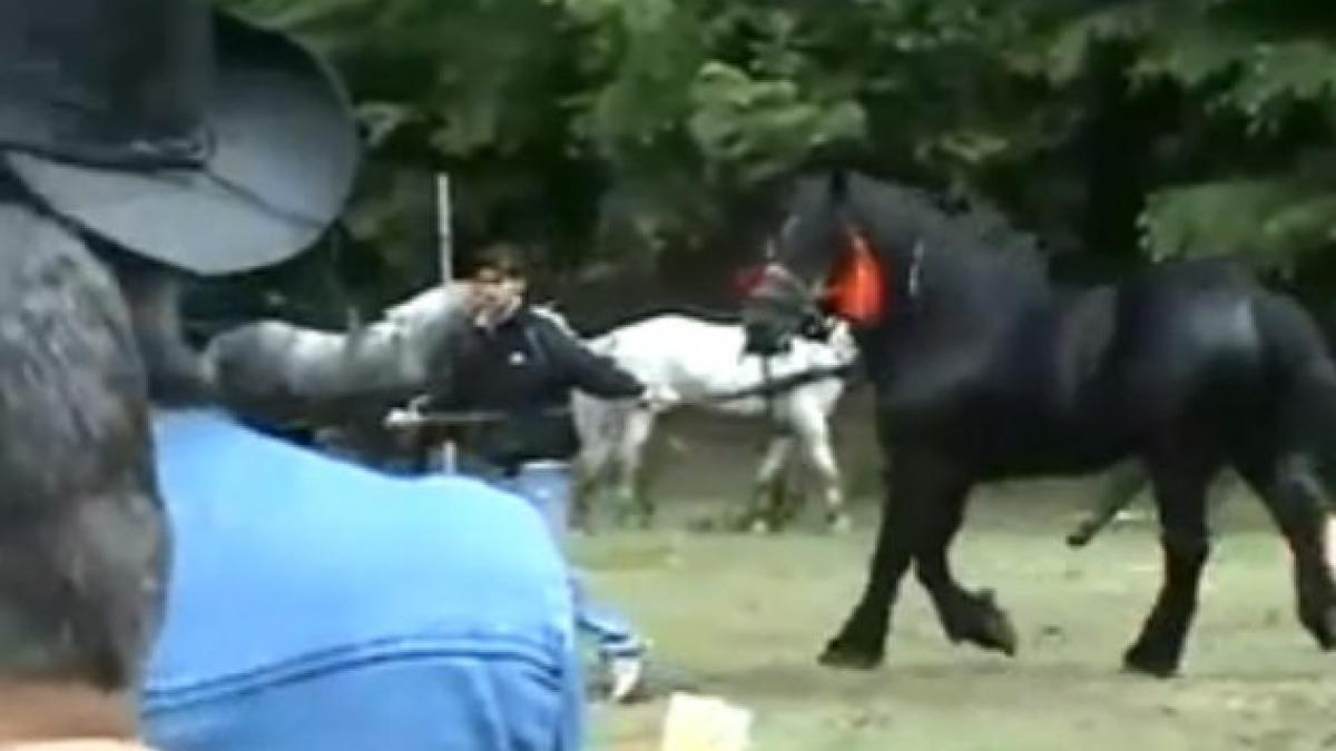 la o parada de cai din romania mami da ce i atarna asa are cinci picioare are un defect saracul