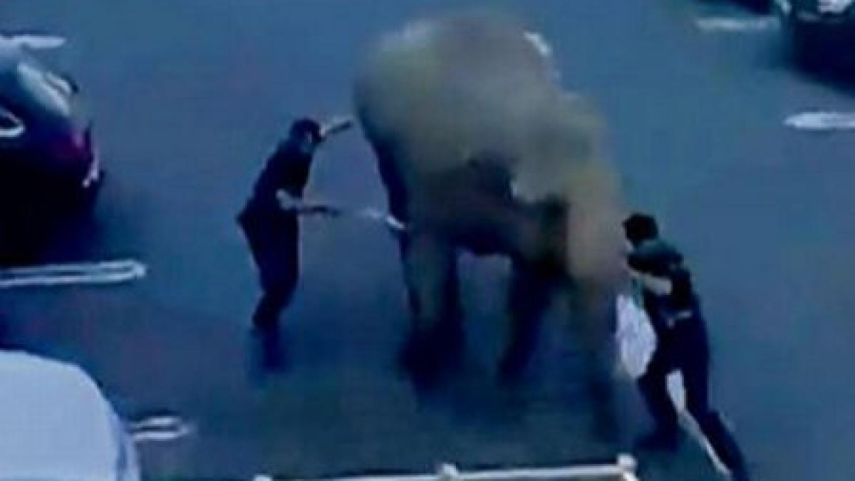 nu a vrut sa faca baie si pace un elefant a iesit la plimbare intr un oras din irlanda