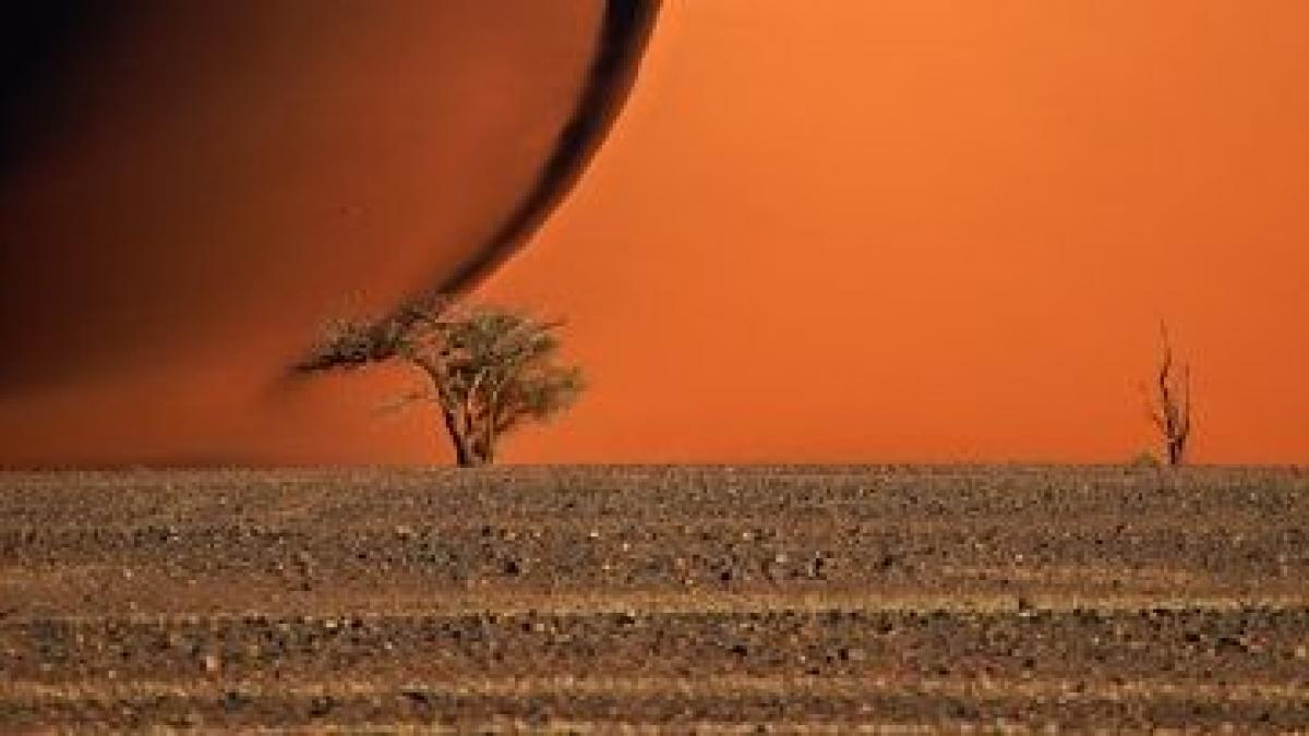 pomul vietii din desert in imaginea pe care pamantul era sa o ingroape pentru totdeauna