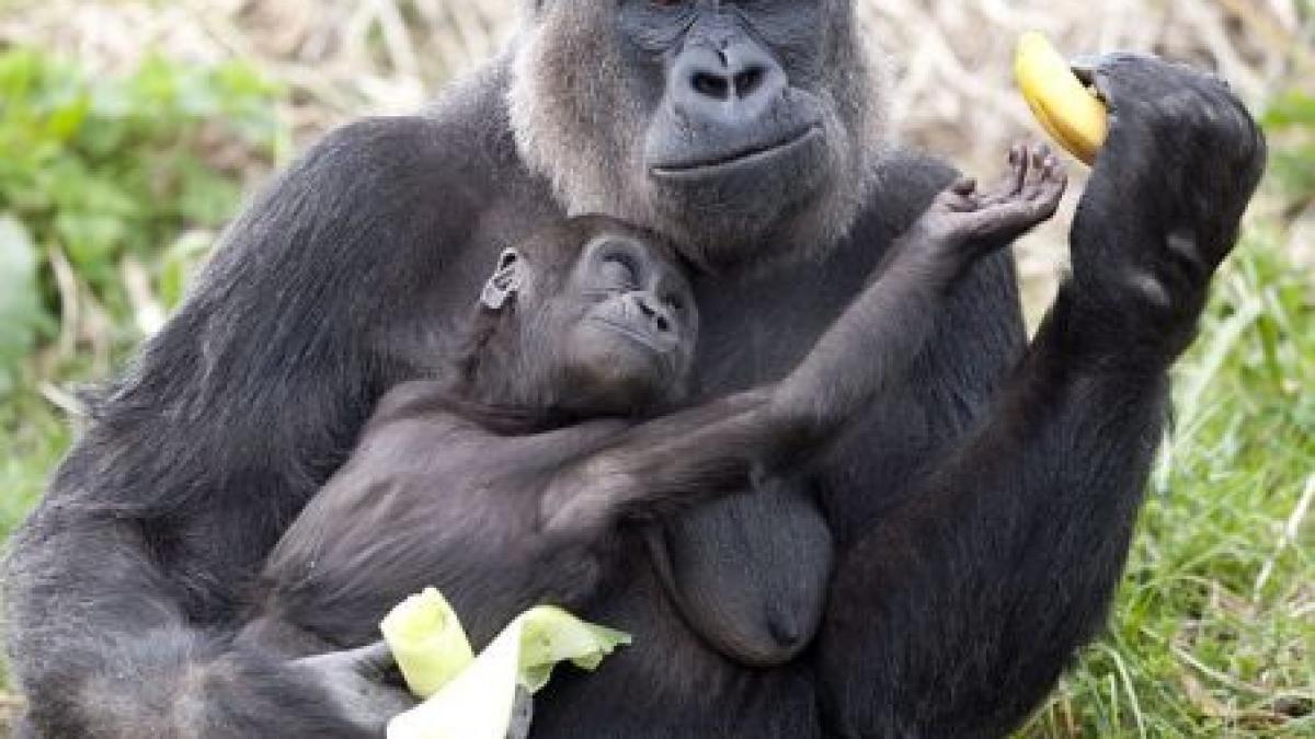ce egoista o gorila artagoasa nu a vrut sa si imparta banana cu puiul ei
