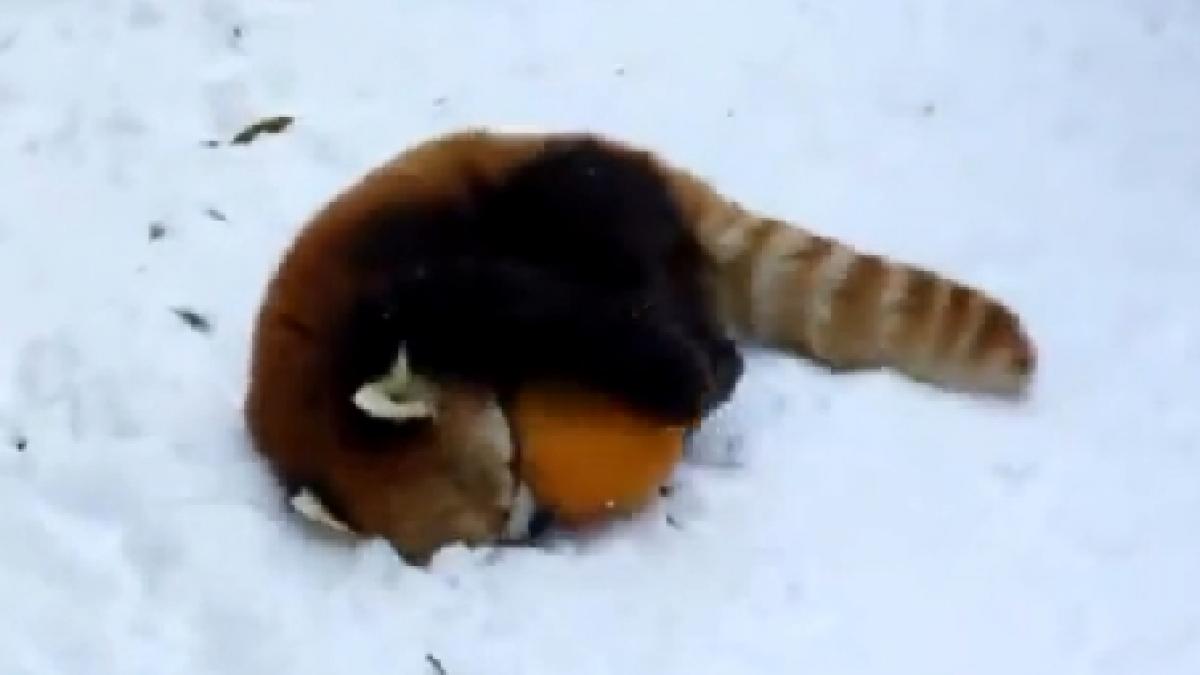 probabil cel mai dulce animalut din lume face acrobatii si se bucura din plin de zapada