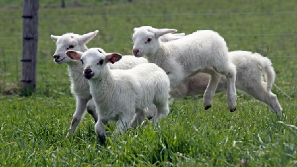 carnea de miel se duce la export pe masa de paste romanii vor avea iepure