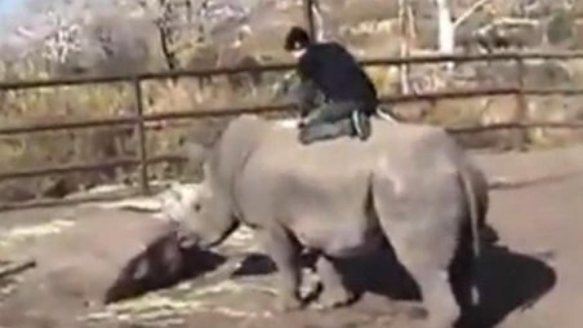 inconstienta fara limite un tanar calareste un rinocer pe furis la zoo