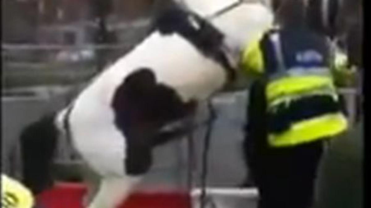 funny un cal excitat se napusteste asupra unui politist