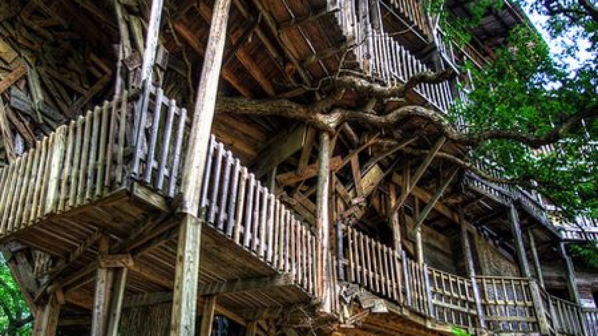 i a luat 15 ani sa si indeplineasca visul acum traieste in copac si este foarte fericit