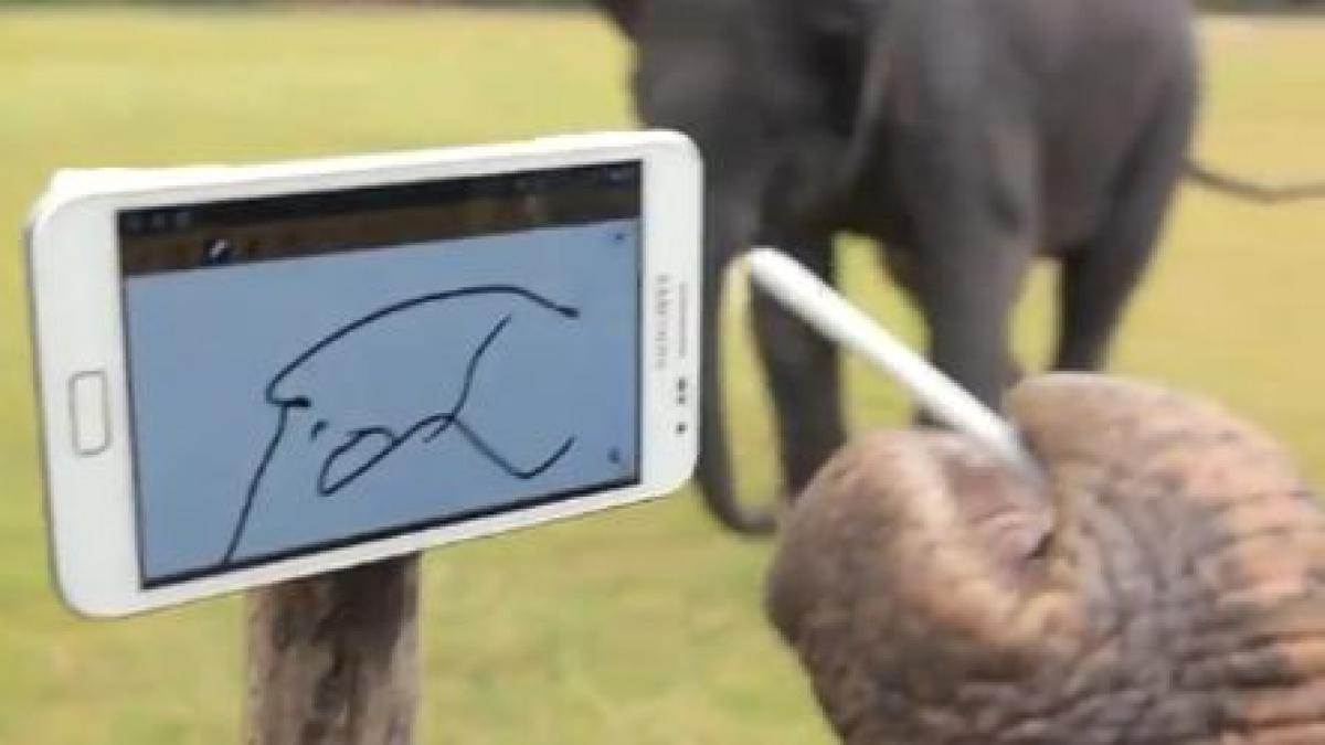 inteligenta uimitoare un elefant face fotografii cu un smartphone
