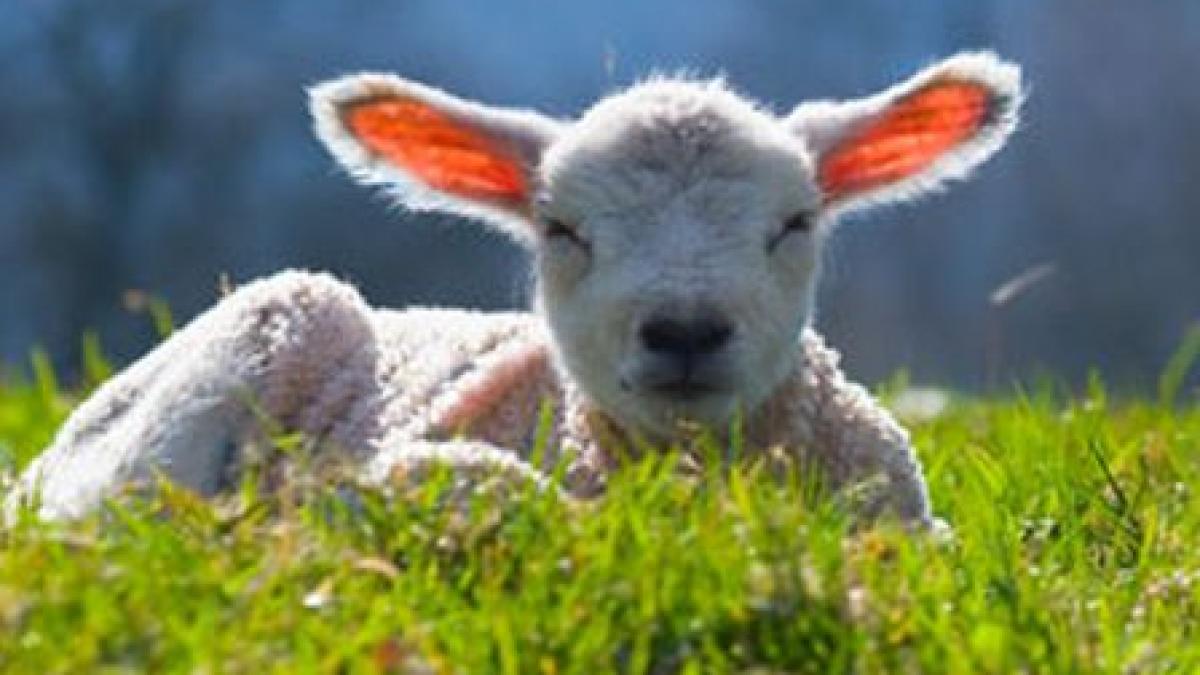 rasfatati de soare sau udati de ploaie cum va fi vremea de florii si de paste