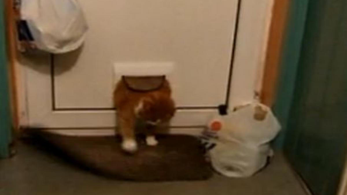 uite cum se zbate o pisica grasa sa treaca prin usa speciala pentru ea