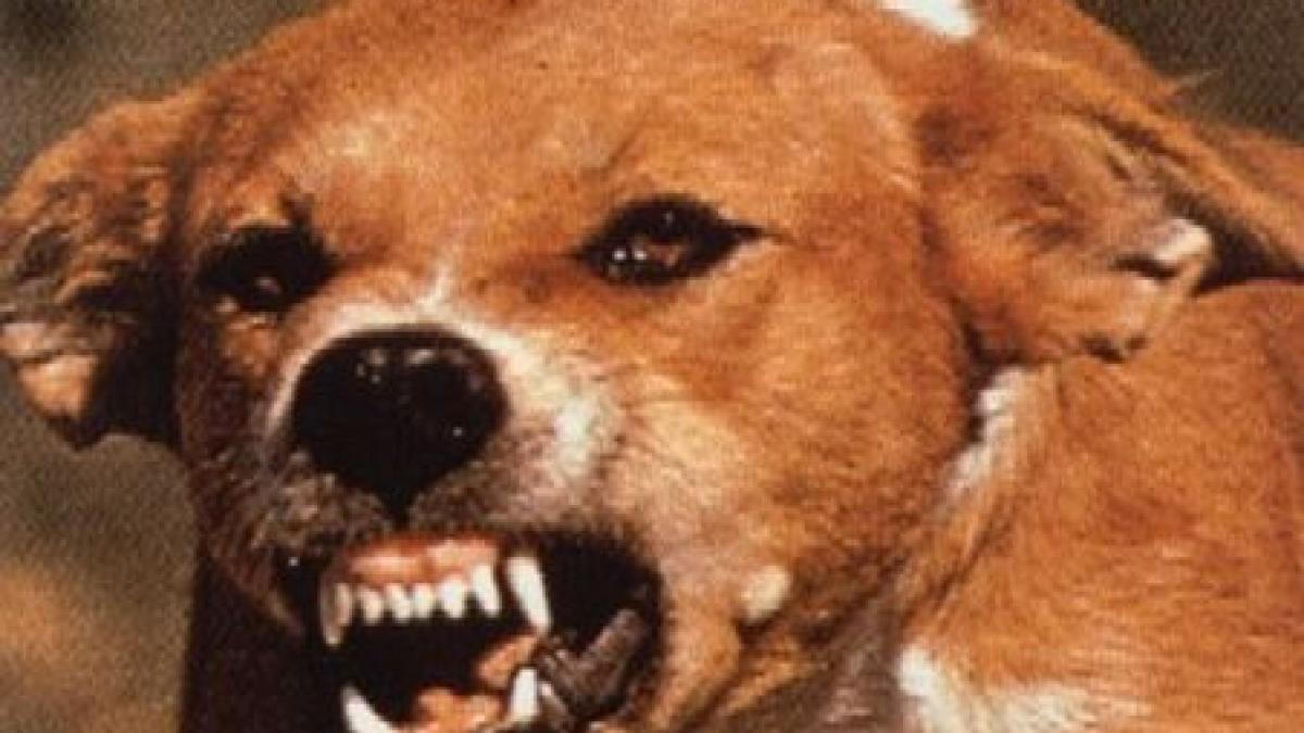 o bulgaroaica muscata de cainii fara stapan primeste despagubiri de 2 000 de euro de la primarie