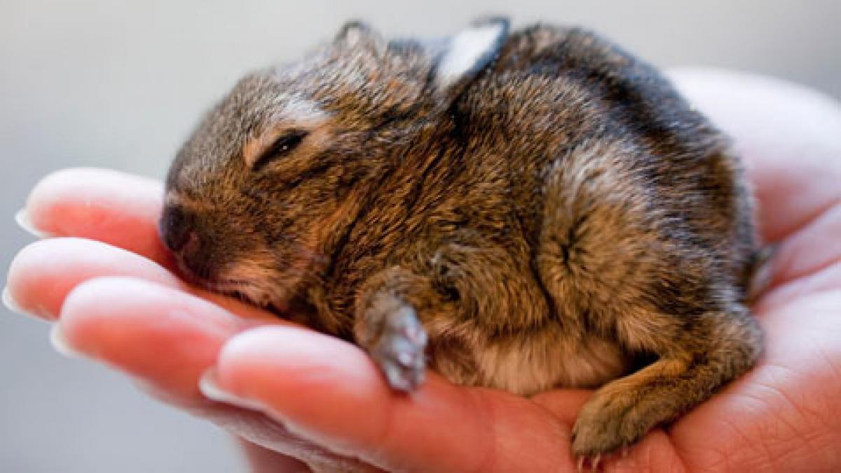 pufosenia zilei este cel mai mic iepuras de paste cantareste doar 72 de grame