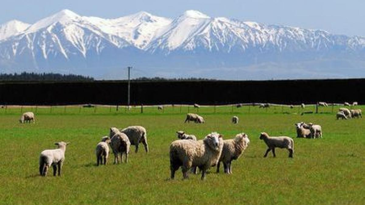 conducerea unei primarii din bistrita nasaud anchetata de procurorii de dna pentru luare de mita si