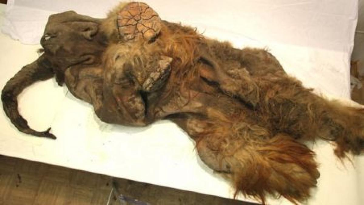 descoperire fara precedent in siberia un mamut extrem de bine conservat cu blana clar vizibila