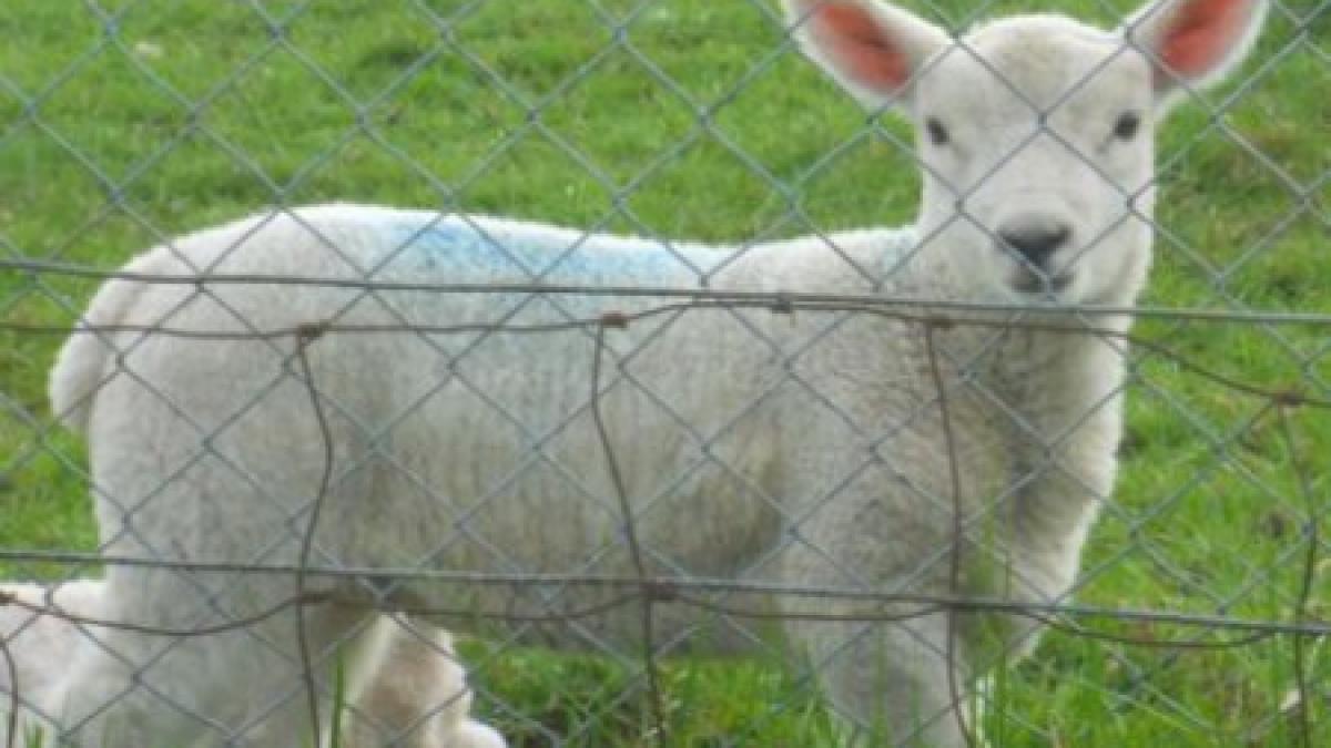 hunedoara o stana cum n ai mai vazut facuta dupa toate normele europene