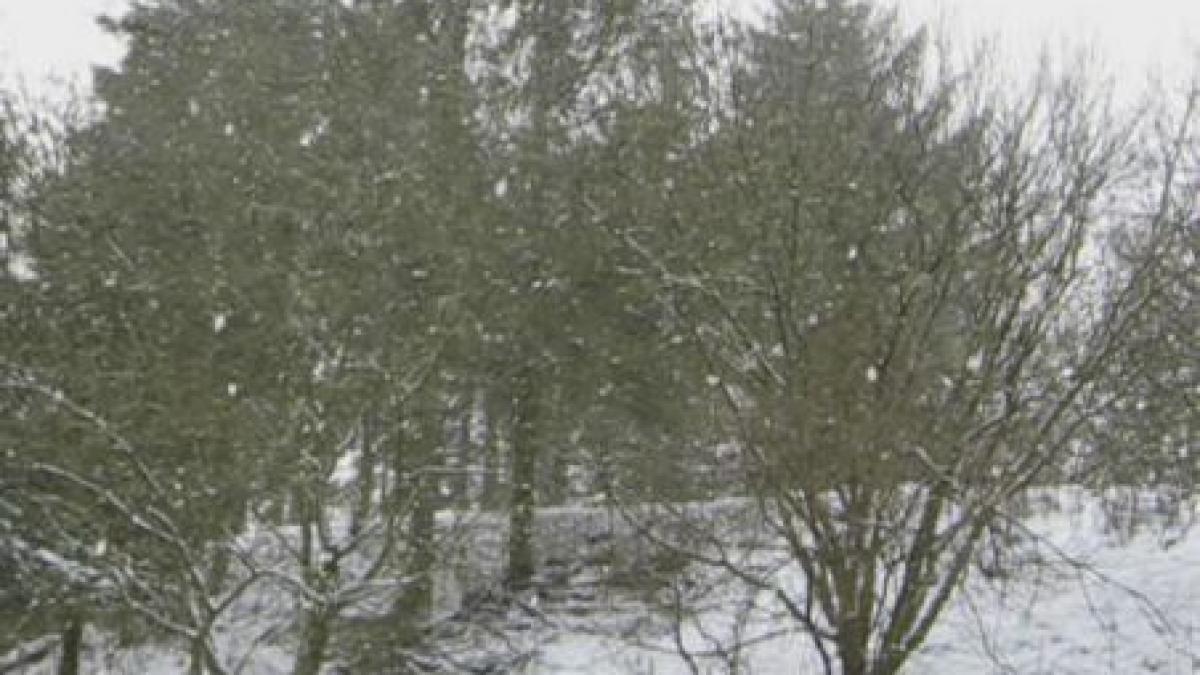 de florii ploi ninsoare si vant in intreaga tara