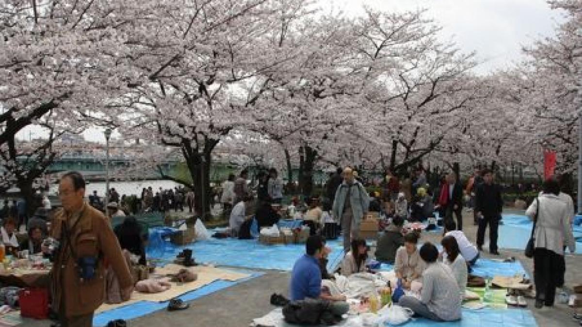 festivalul florilor de cires hanami atrage mii de turisti in japonia