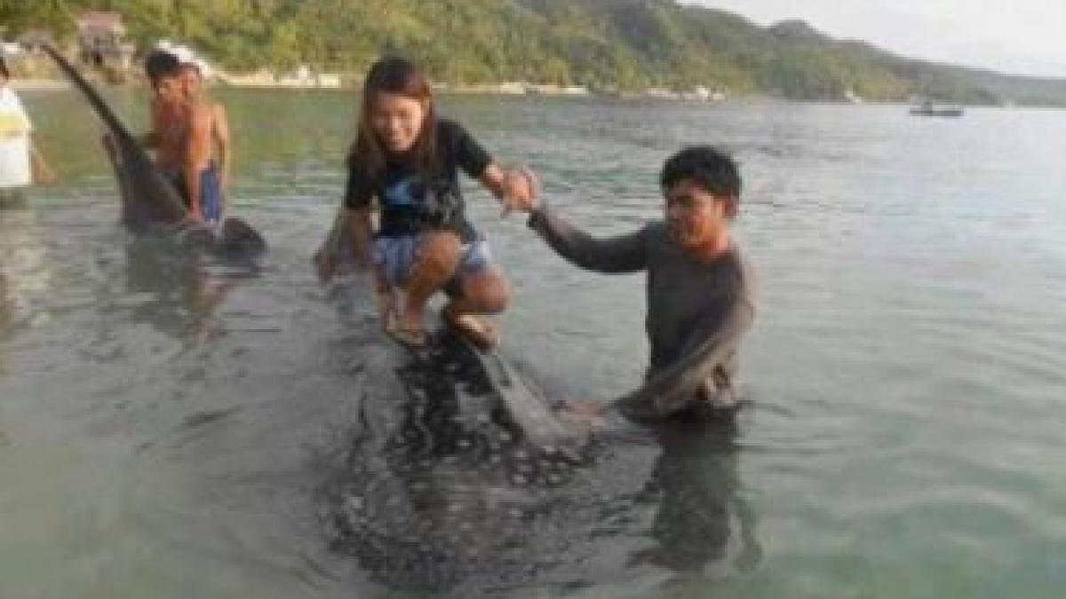 curaj nebun face surf pe spatele unui rechin balena