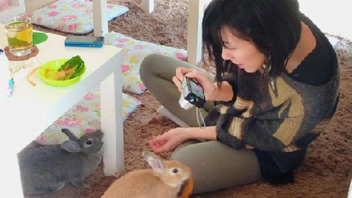 iti plac iepurasii incearca o cafenea din japonia